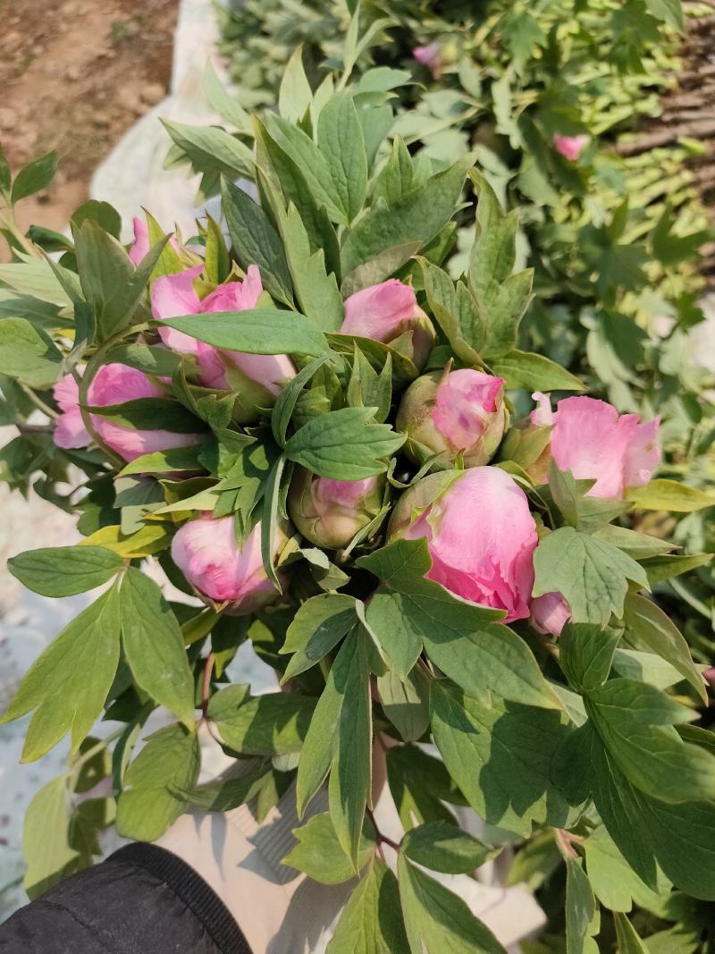 牡丹鲜切花，品种齐全，保证质量，支持快递，空运