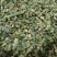 木贼木贼草节节草节骨草无心草笔筒草保庆药业