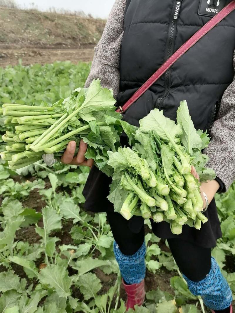 油菜苔，青油菜苔产地直供，货源充足量大从优