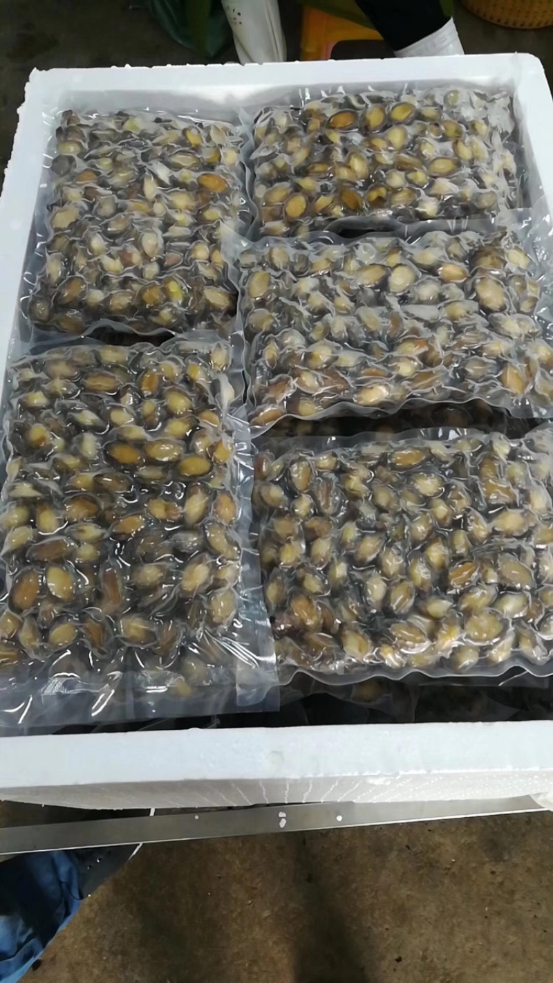 活挖鲍鱼肉（纯肉，处理好）