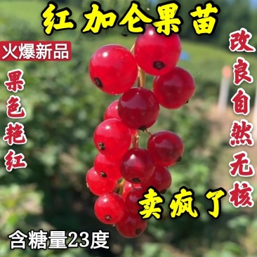 【火爆】红加仑苗果面艳红甜度高卖相好卖疯了包邮