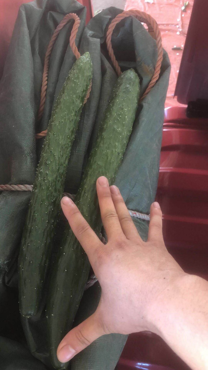 新鲜青黄瓜，货源充足