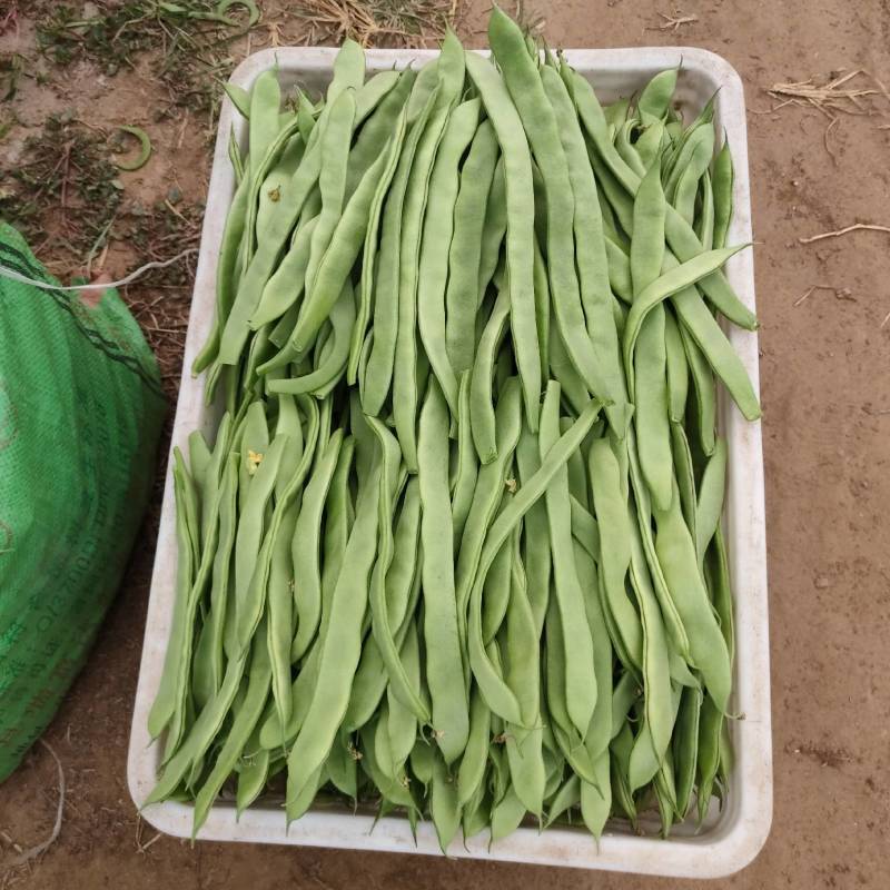 精品山东芸豆大棚种植新鲜採摘诚信报价欢迎咨询买货