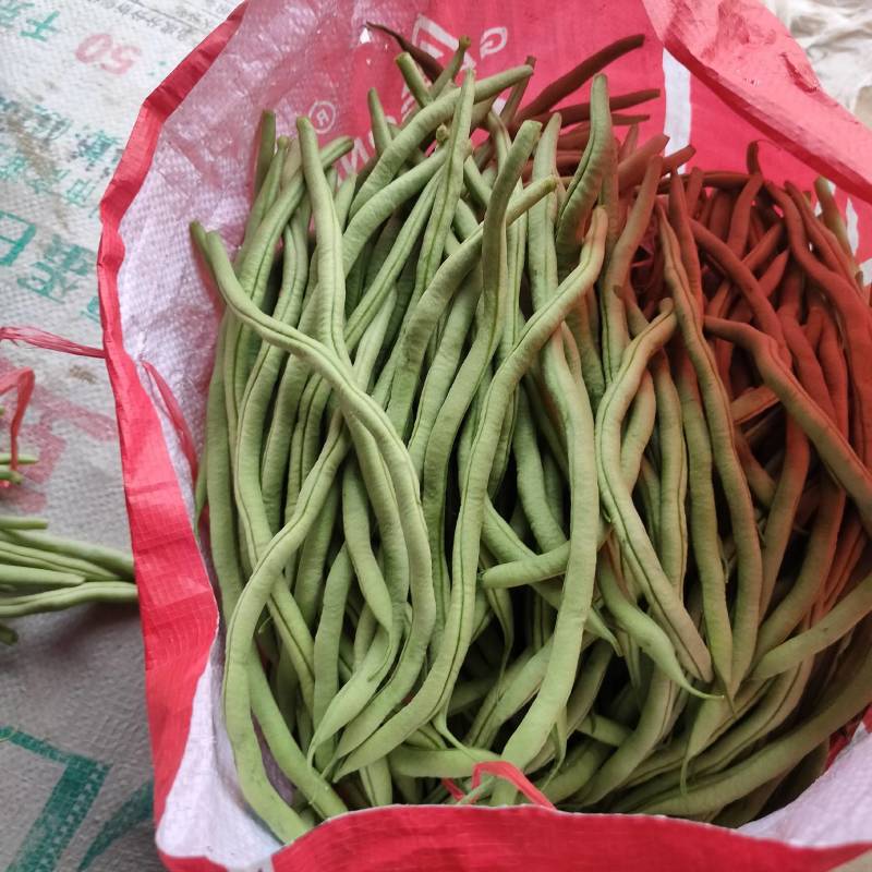 精品山东芸豆大棚种植新鲜採摘诚信报价欢迎咨询买货