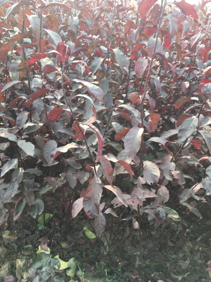 樱桃树苗俄罗斯八号莎蜜豆各种果树栽培技术