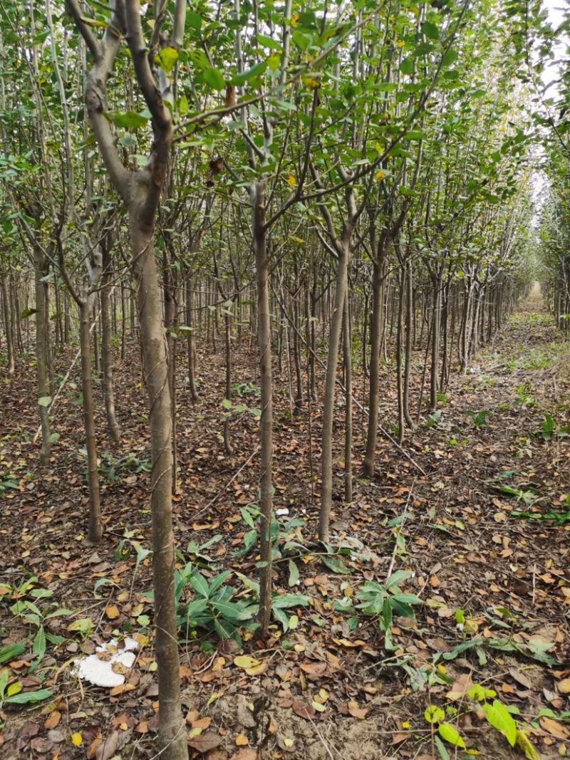 樱桃树苗俄罗斯八号莎蜜豆各种果树栽培技术