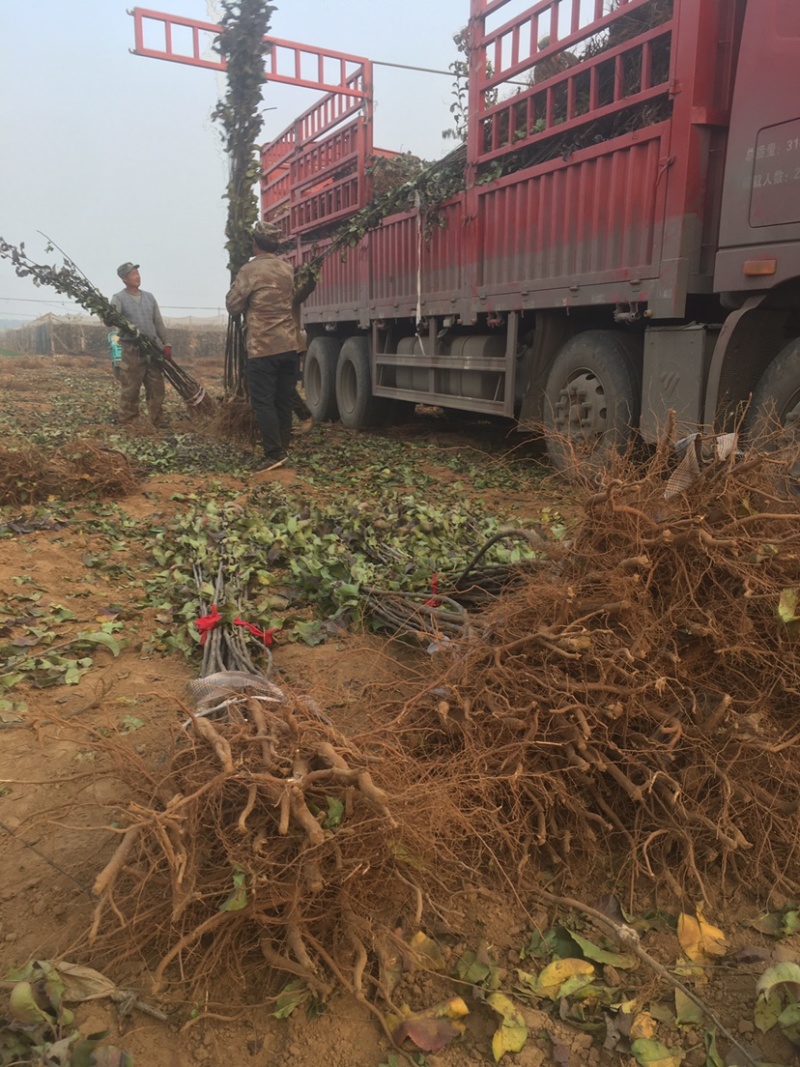 国槐大量一级国槐树苗各种规格