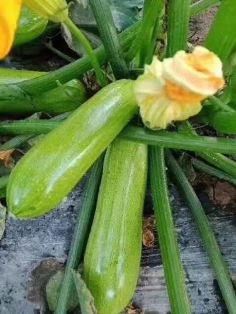 西葫芦苗西葫芦种子越冬耐寒西葫芦苗西葫芦苗育苗厂