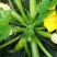 西葫芦苗西葫芦种子越冬耐寒西葫芦苗西葫芦苗育苗厂