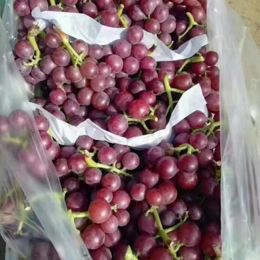 ，巨峰葡萄。冷库货源，口感好，质量保证，可以发往全国各地