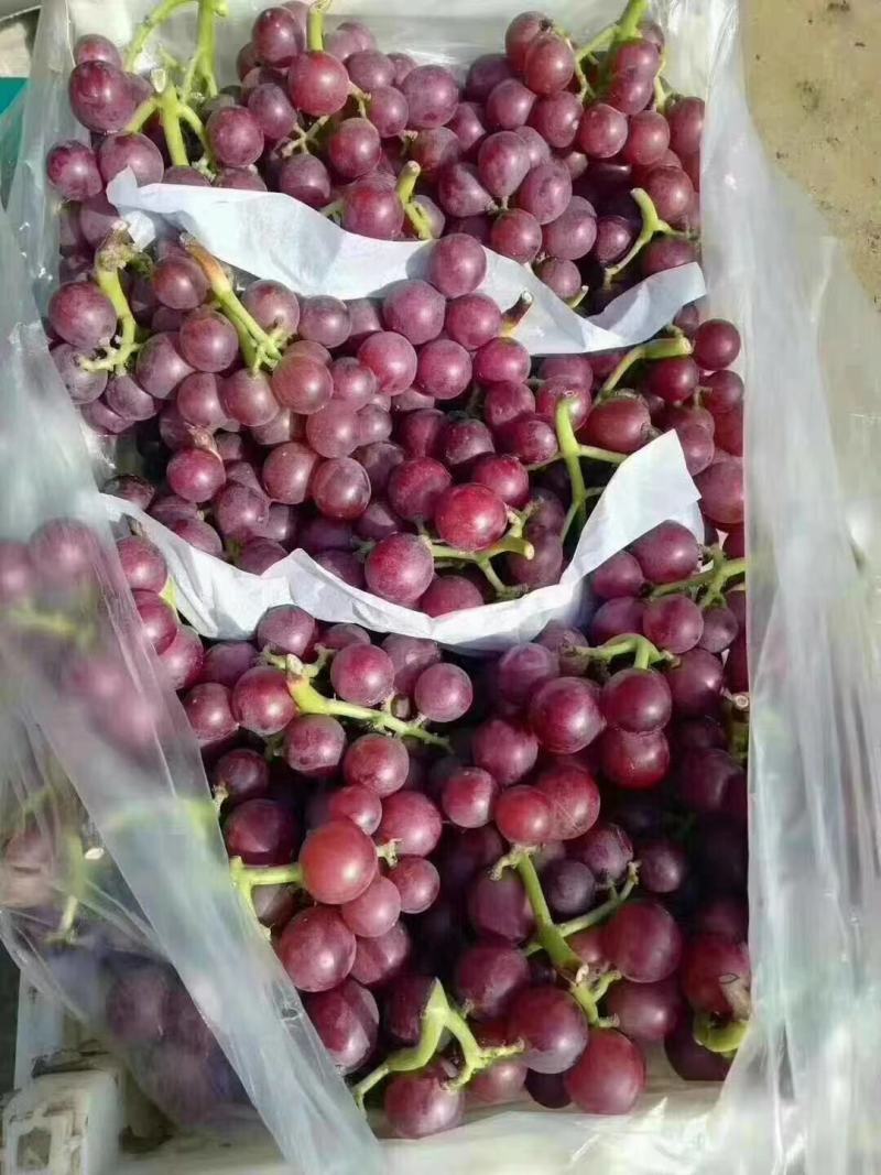 ，巨峰葡萄。冷库货源，口感好，质量保证，可以发往全国各地