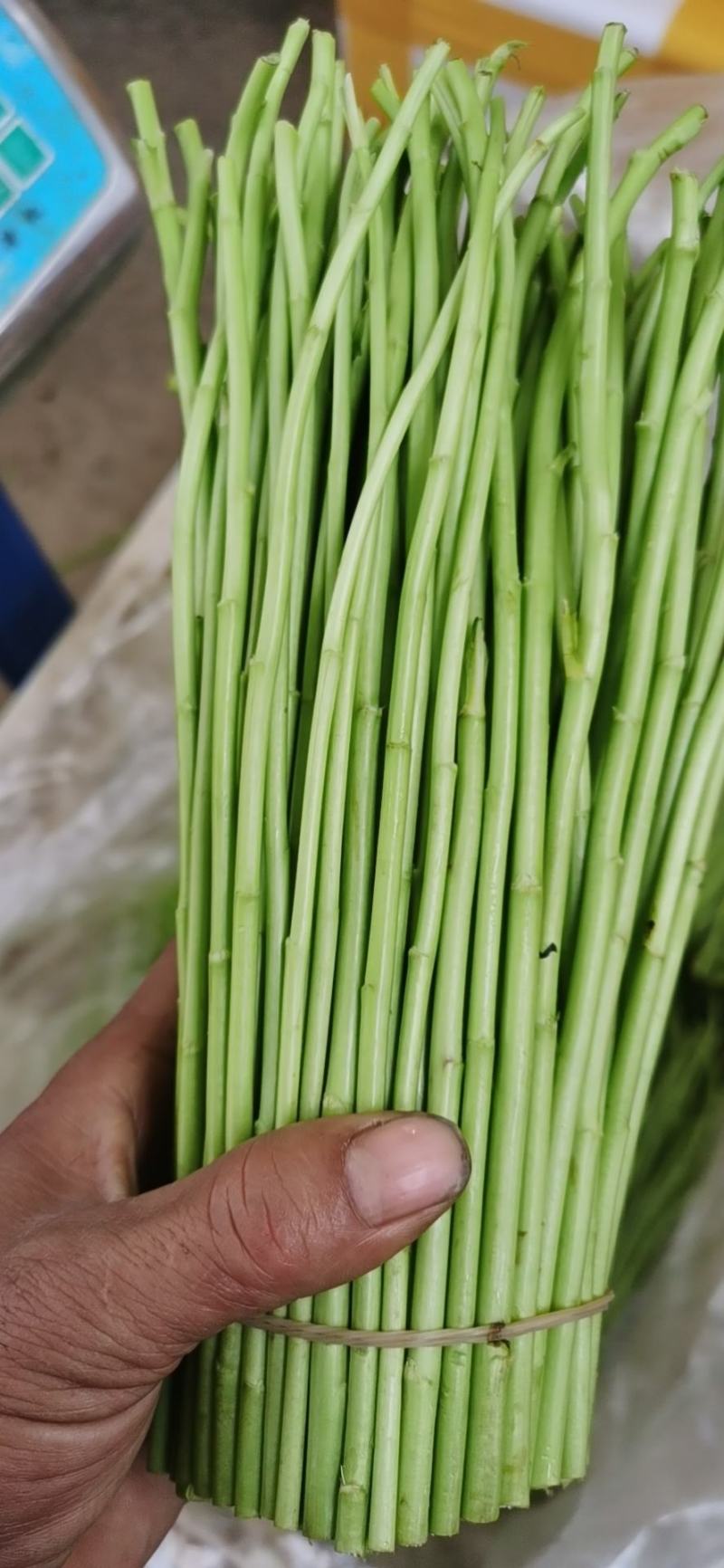 百亩基地芦蒿，散装，代装，品质保证，量大从优，全国可发。