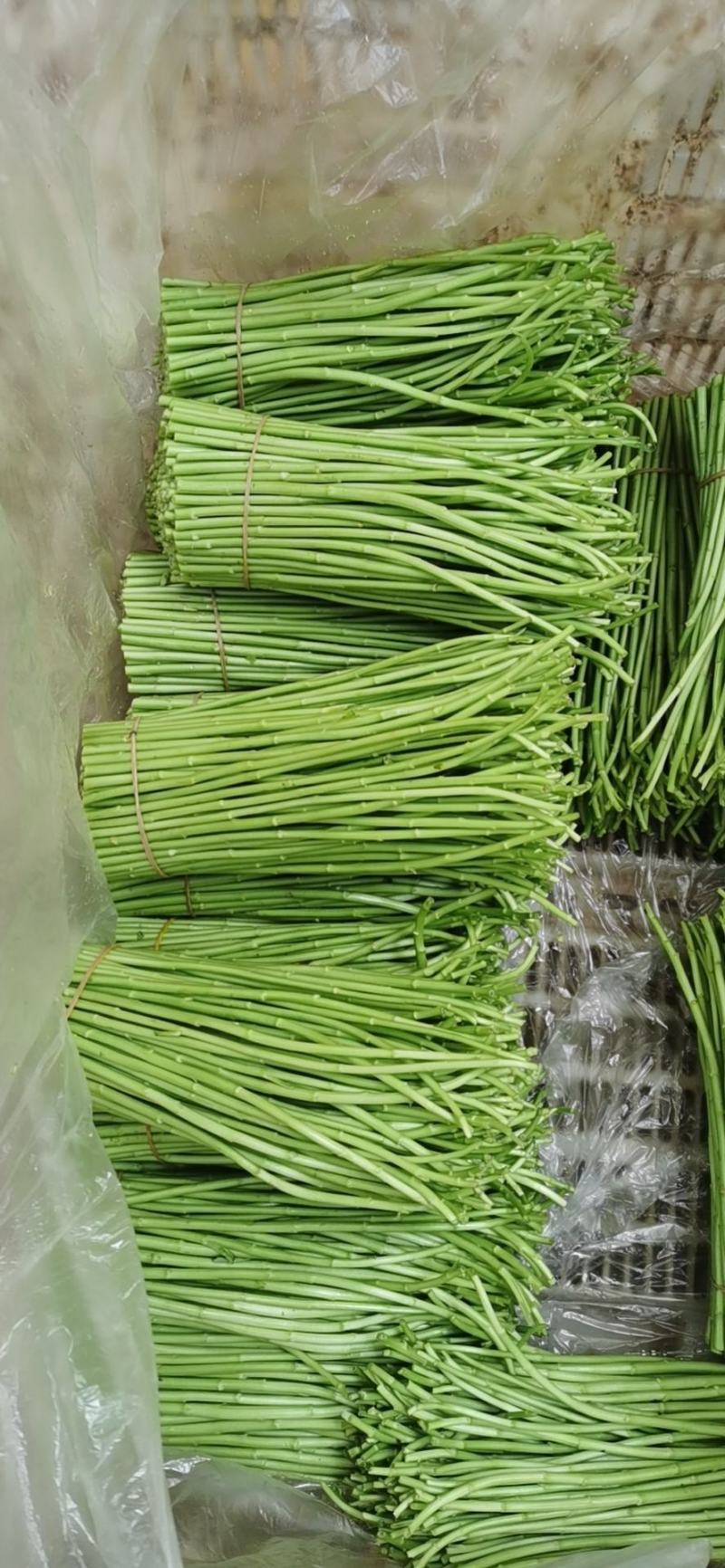 百亩基地芦蒿，散装，代装，品质保证，量大从优，全国可发。
