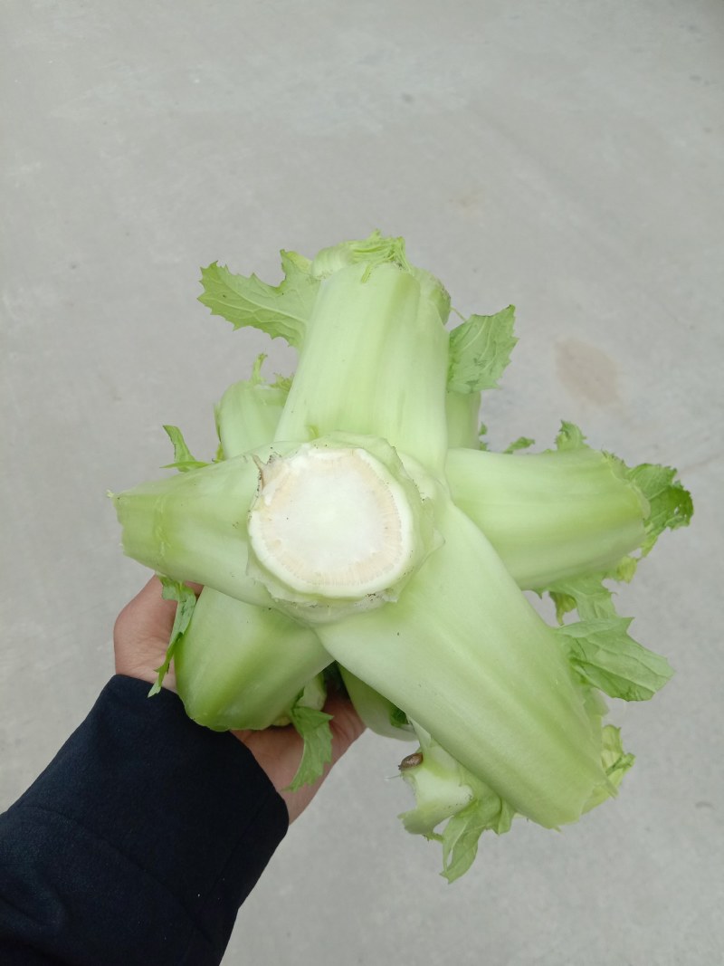 精品儿菜大量上市，欢迎全国朋友实地考察，提前预定量大从优