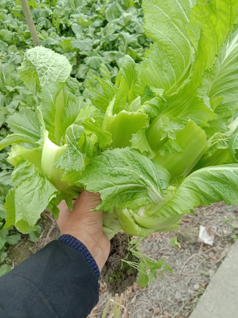 精品儿菜大量上市，欢迎全国朋友实地考察，提前预定量大从优