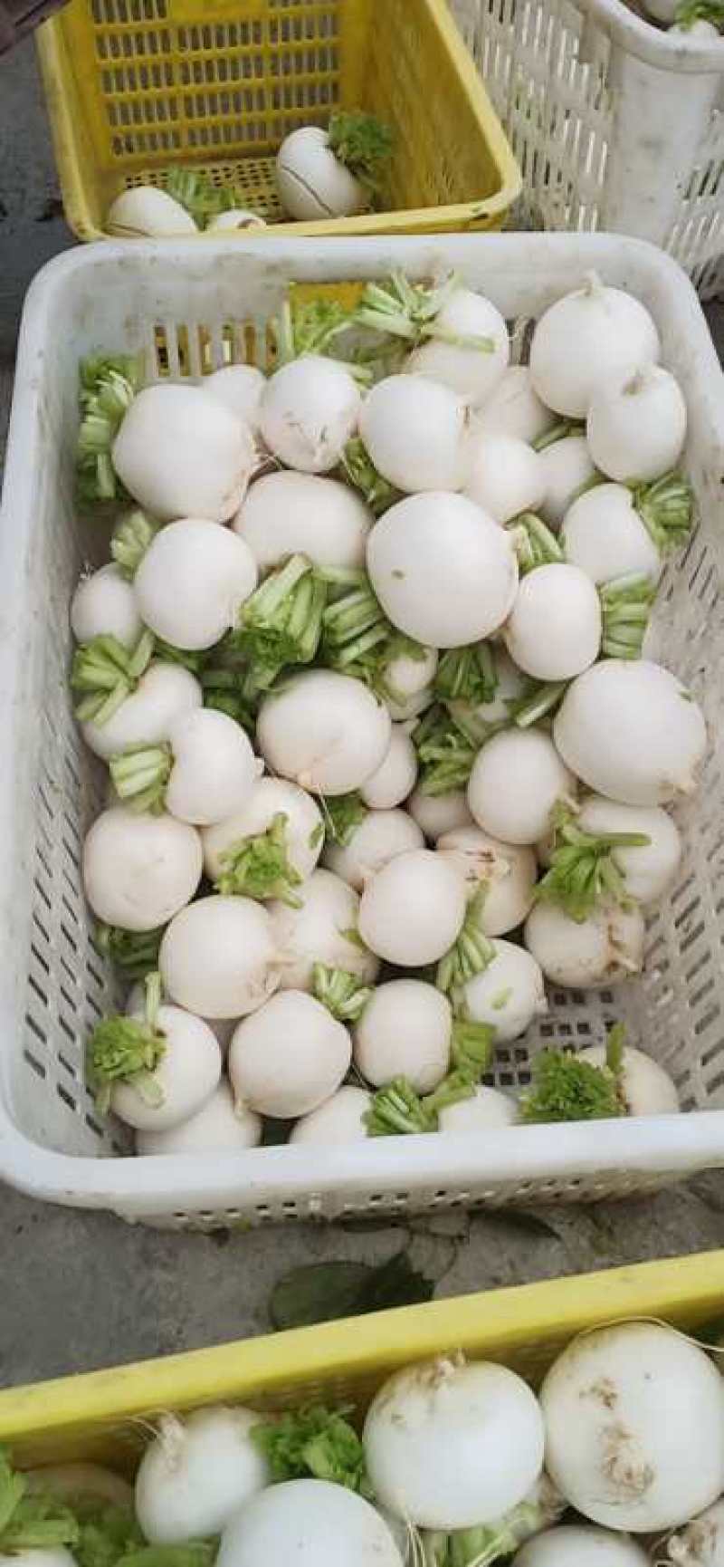 园萝卜，红皮萝卜，大量出货