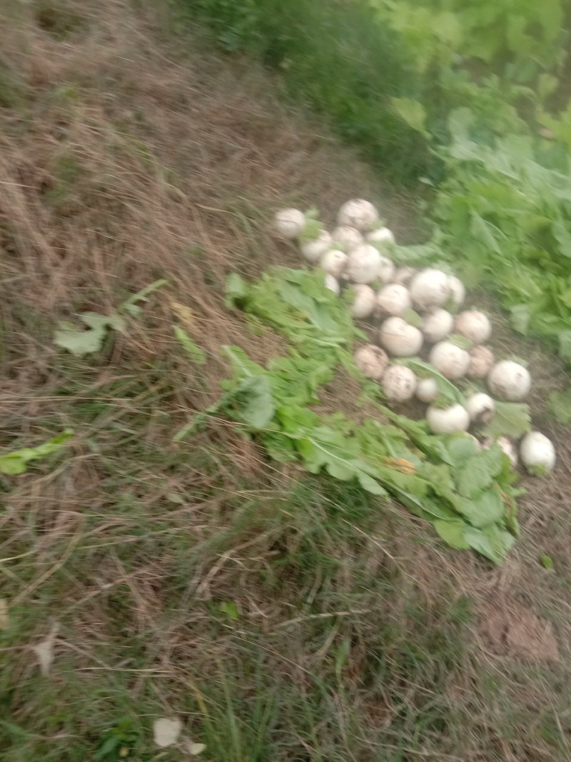 园萝卜，红皮萝卜，大量出货