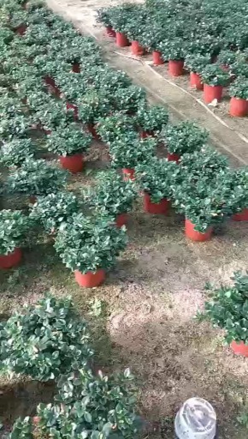 金鱼吊兰室内高品质的盆栽花卉