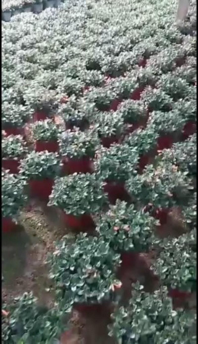 金鱼吊兰室内高品质的盆栽花卉