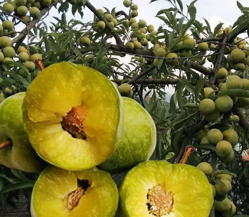 嫁接蜂糖李子苗专业品质保障南北种植现挖现发保湿