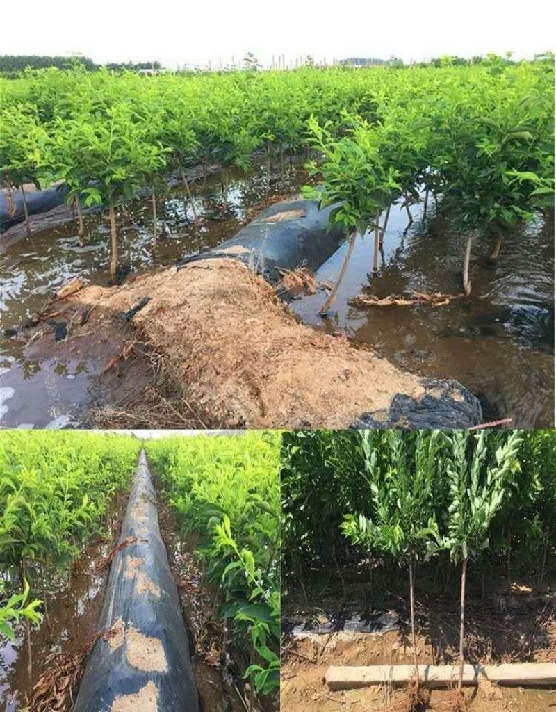 嫁接蜂糖李子苗专业品质保障南北种植现挖现发保湿