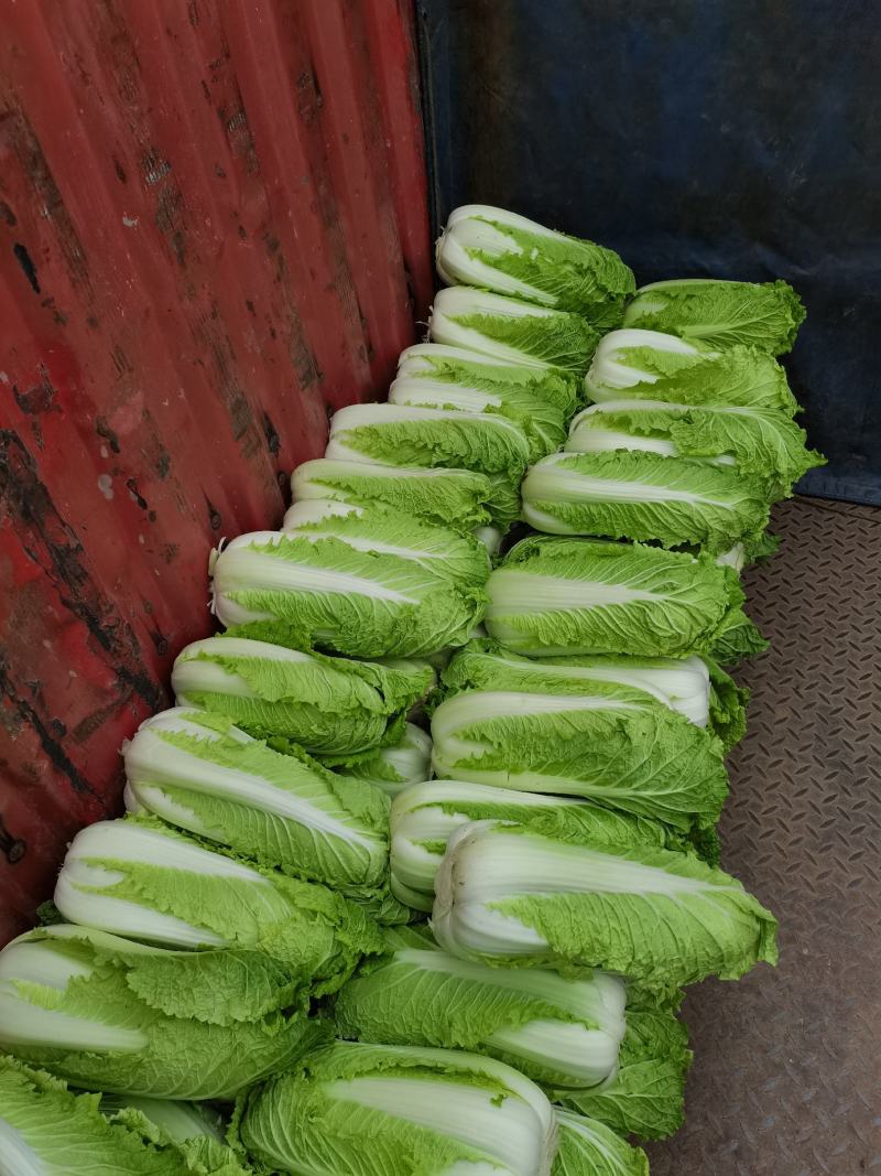 河北大白菜大量供应黄心，心实，货好有需要的联系我