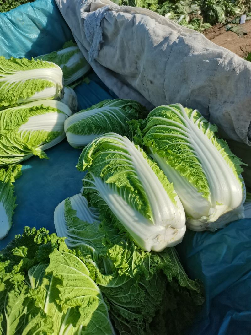 河北大白菜大量供应黄心，心实，货好有需要的联系我