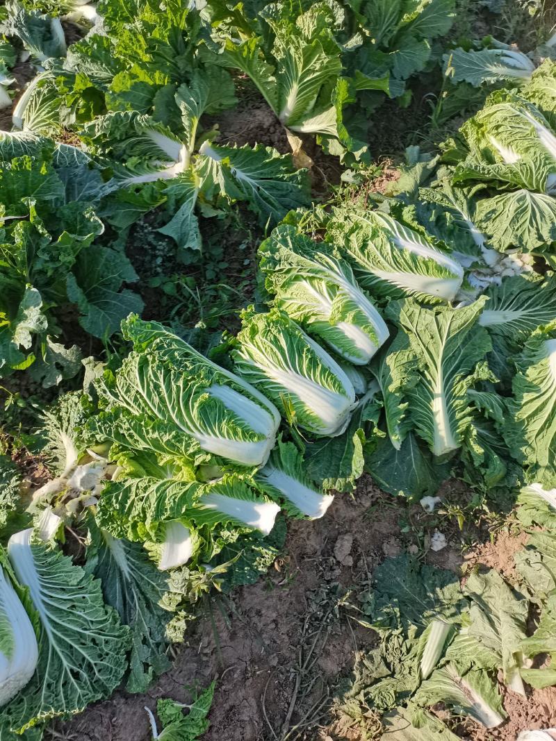 河北大白菜大量供应黄心，心实，货好有需要的联系我