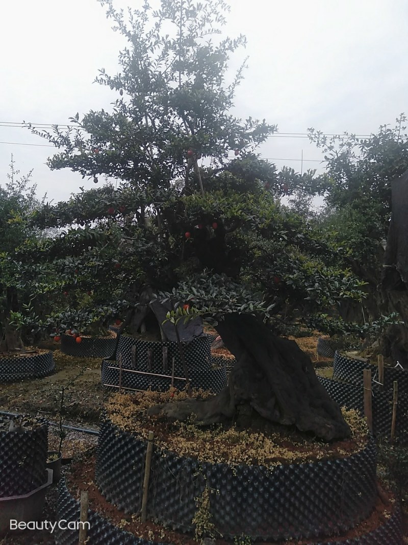 精品造型金蛋子桩头，长期供应，诚信第一非诚需要的朋友联系