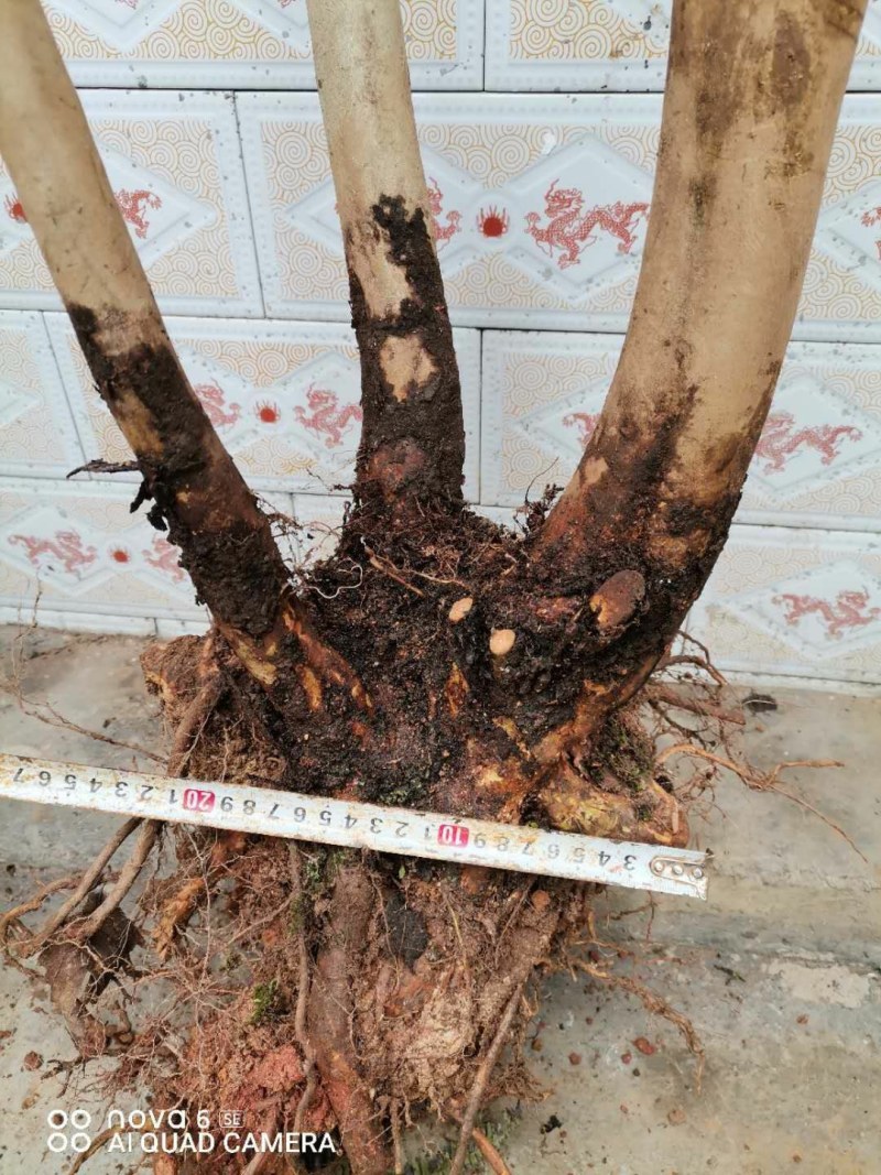 野生映山红老桩国旗红下山桩熟桩盆景素材大量供应