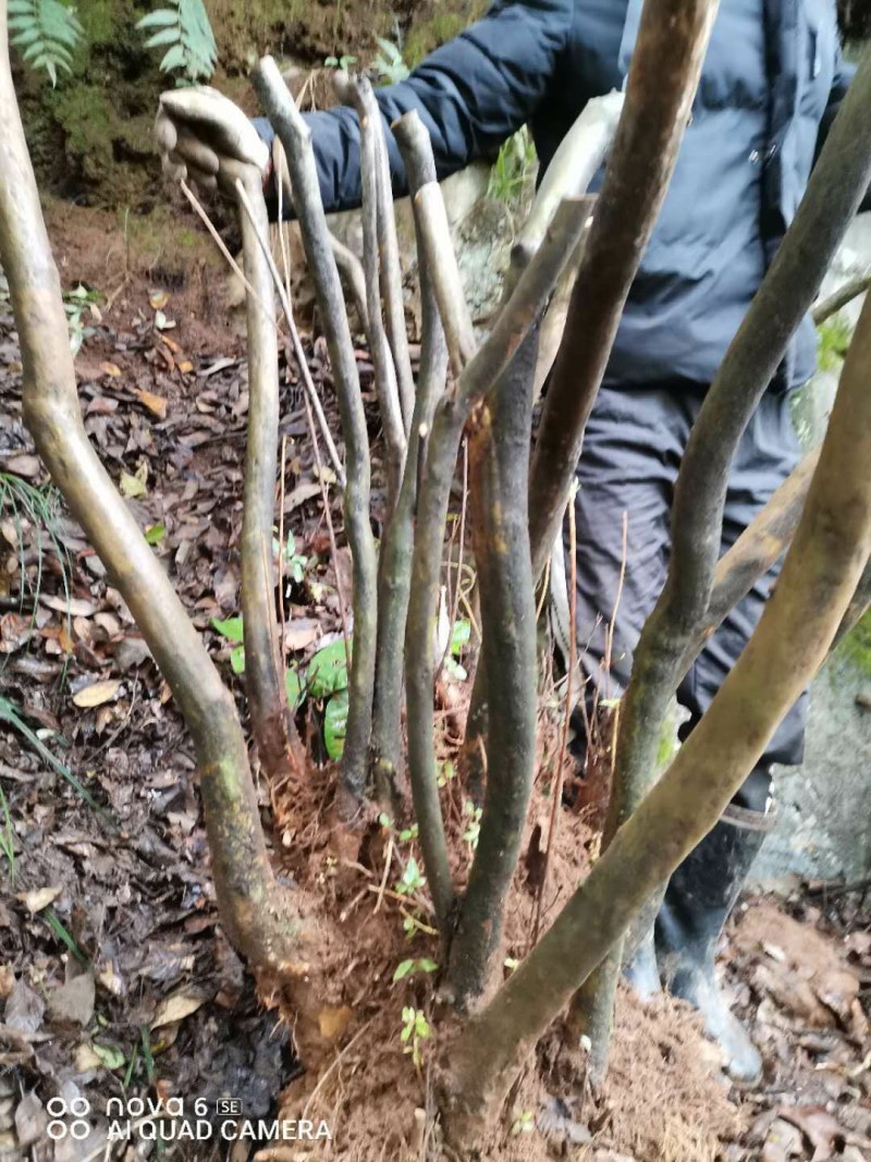 野生映山红老桩国旗红下山桩熟桩盆景素材大量供应
