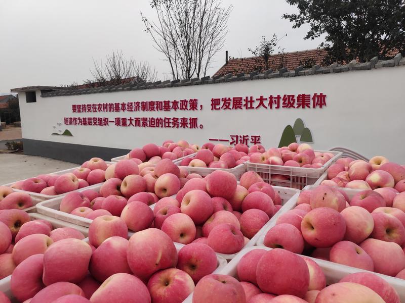 【山东红富士】200万斤红富士苹果品质保证做诚信商户