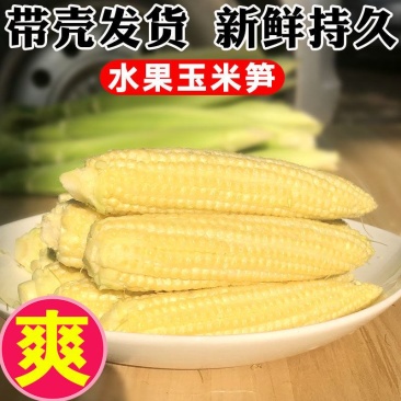 玉米笋得美小玉米沙拉寿司基地精品玉米笋甜美