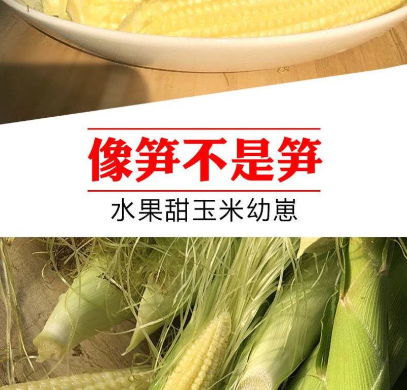 玉米笋得美小玉米沙拉寿司基地精品玉米笋甜美