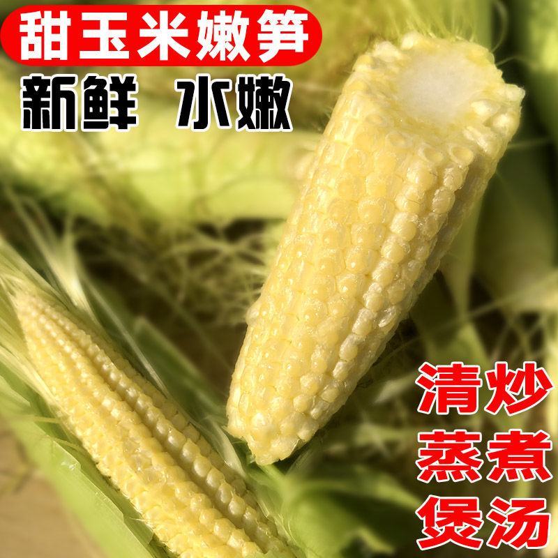 玉米笋得美小玉米沙拉寿司基地精品玉米笋甜美