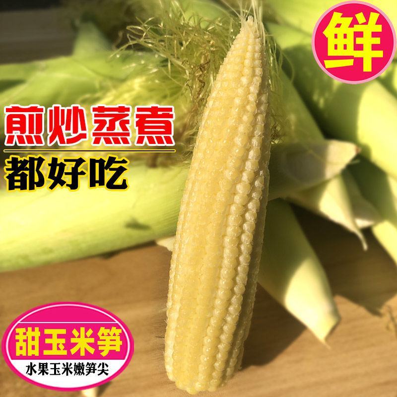 玉米笋得美小玉米沙拉寿司基地精品玉米笋甜美
