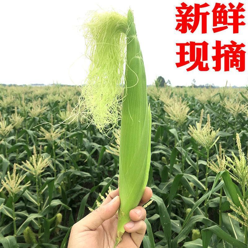 玉米笋得美小玉米沙拉寿司基地精品玉米笋甜美