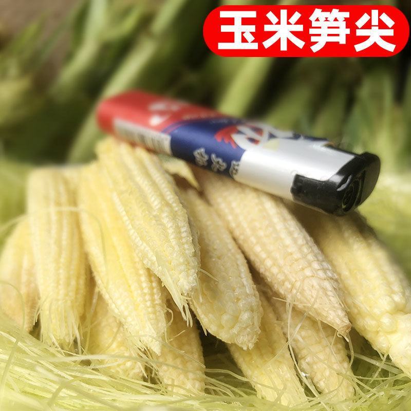 玉米笋得美小玉米沙拉寿司基地精品玉米笋甜美