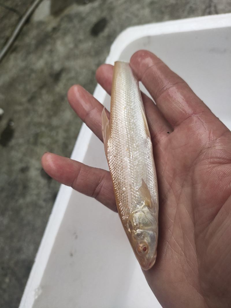 红眼鳕鱼苗鱼场直销价格公道易养好卖批发零售