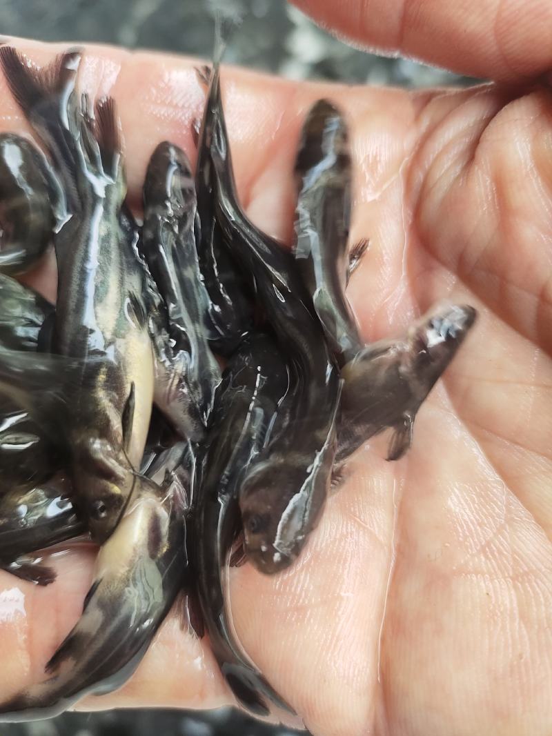 黄颡苗规挌齐全水花也有