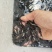 黄颡苗规挌齐全水花也有