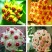 球兰花苗室内爬藤吊兰盆栽花卉绿叶花心球兰大苗攀援植物