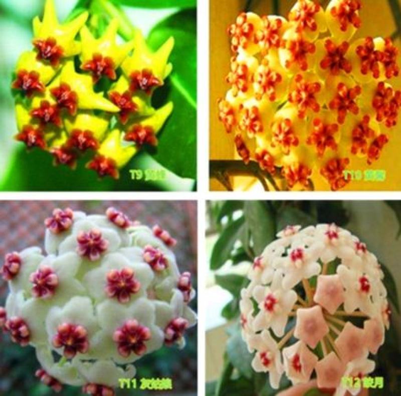 球兰花苗室内爬藤吊兰盆栽花卉绿叶花心球兰大苗攀援植物