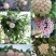 球兰花苗室内爬藤吊兰盆栽花卉绿叶花心球兰大苗攀援植物
