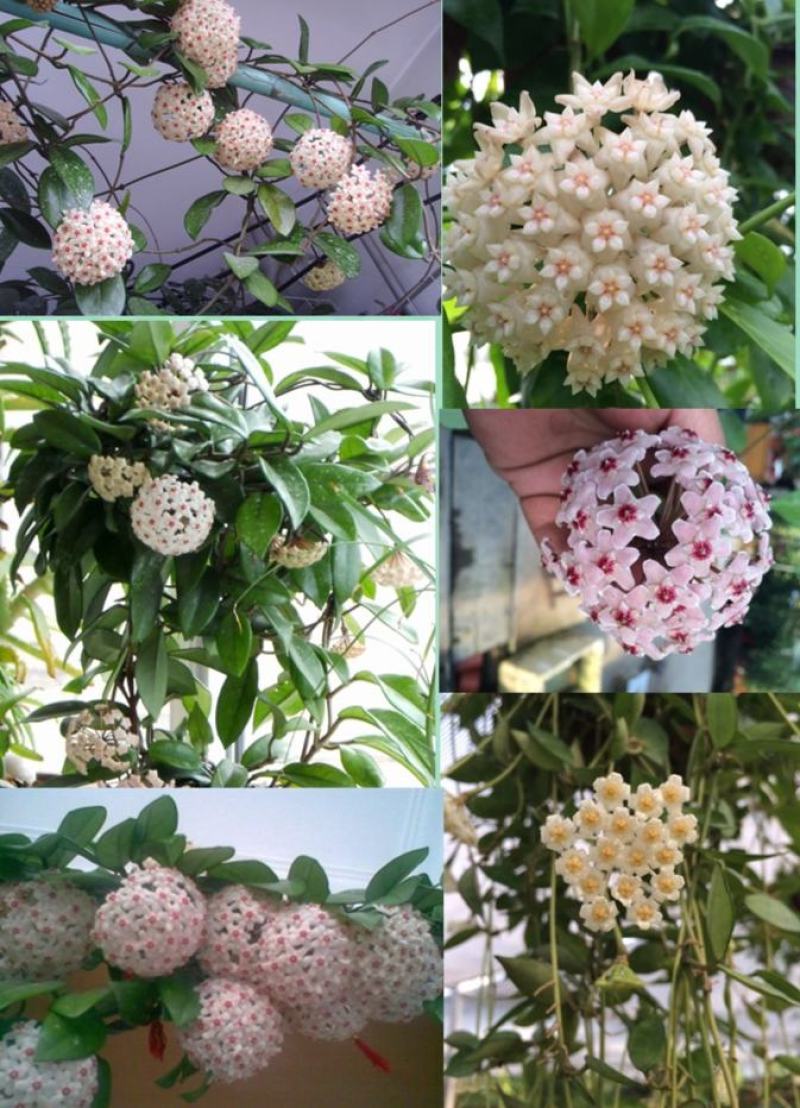球兰花苗室内爬藤吊兰盆栽花卉绿叶花心球兰大苗攀援植物