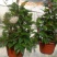 球兰花苗室内爬藤吊兰盆栽花卉绿叶花心球兰大苗攀援植物