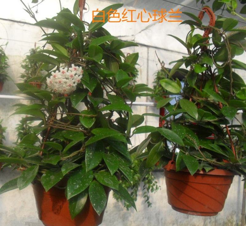 球兰花苗室内爬藤吊兰盆栽花卉绿叶花心球兰大苗攀援植物