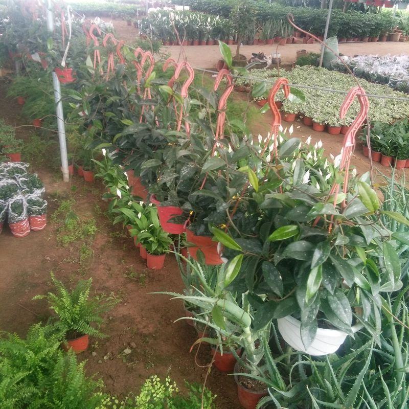 球兰花苗室内爬藤吊兰盆栽花卉绿叶花心球兰大苗攀援植物