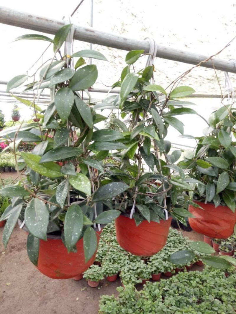 球兰花苗室内爬藤吊兰盆栽花卉绿叶花心球兰大苗攀援植物