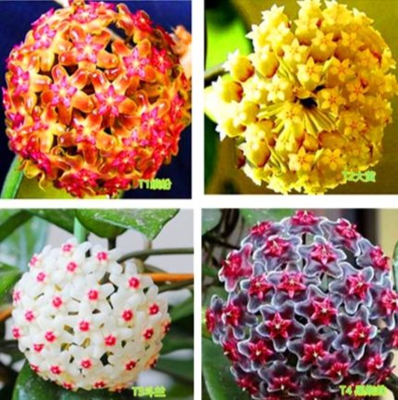 球兰花苗室内爬藤吊兰盆栽花卉绿叶花心球兰大苗攀援植物